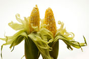 Corn Ears
