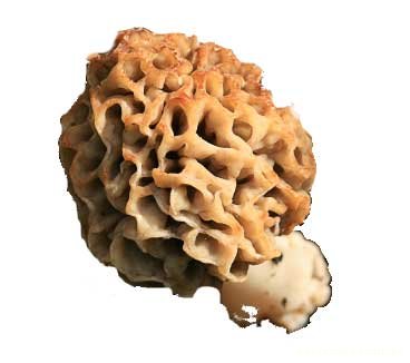 Morel Mushroom
