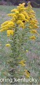 Goldenrod, Kentucky's State Flower