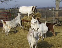 Windhover Farm Goats Play King of the Hay Feeder