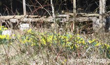 First daffodils, old KY house