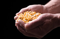 Corn Seed