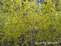 Forsythia at Our House, 2008