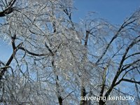 Beauty and Broken Branches, 2009