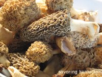 Kentucky Morel Mushrooms