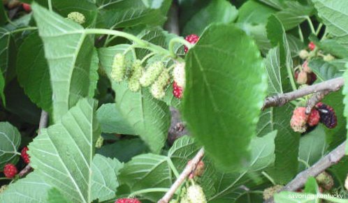Best Tasting Berry: Mulberry!