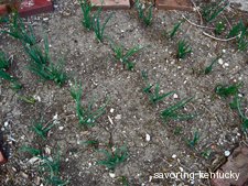 Early Spring Garden, Campsie Place