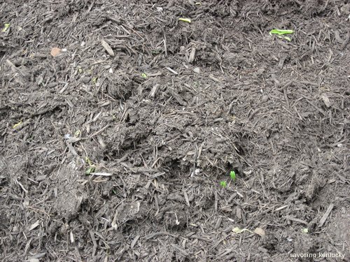 Backyard compost, ready to use