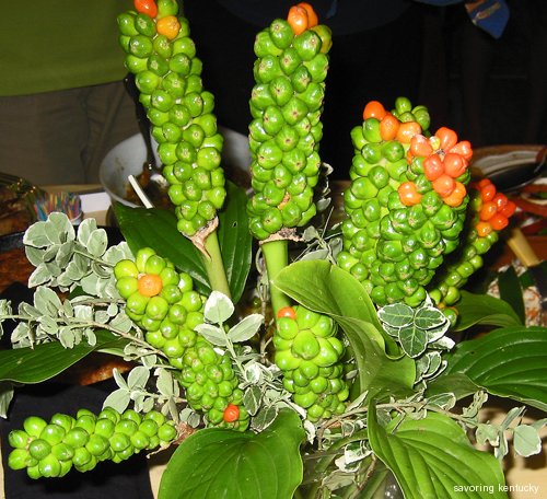 Arum Seed Stalks in July