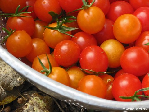 Campsie Cherry Tomatoes, late October 2010