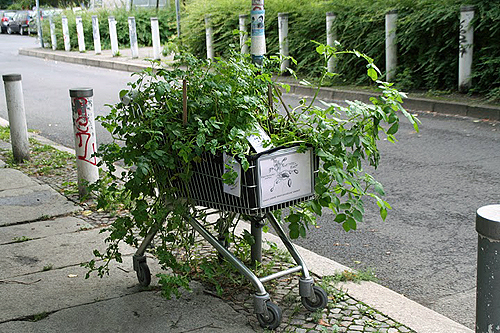 A grocery cart hosts potato plants
