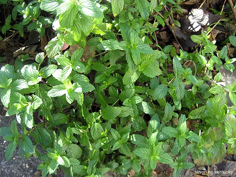 Campsie mint, originally from beautiful Wayne County