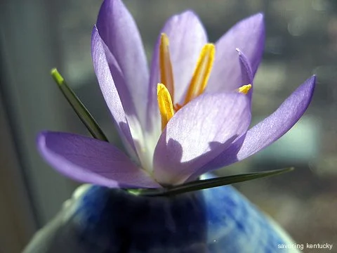 Once the first crocus blooms, something will be in bloom until at least November, 2011