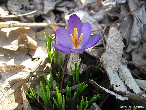 First crocus