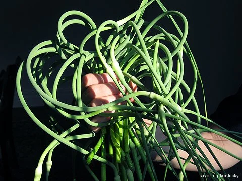 Garlic Scapes