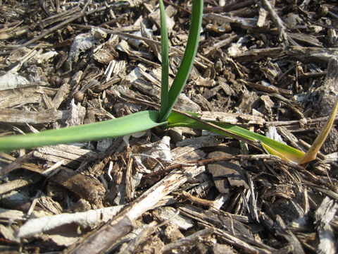 Baby Garlic