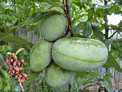 Pawpaw fruits and blossoms