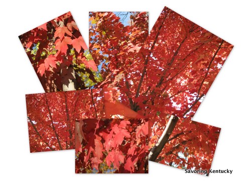 Fall's Red Glory at the Old Episcopal Burying Ground, Lexington, KY