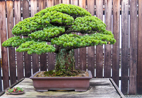 Almost 400-year old bonsai at National Arboretum, Washington, DC