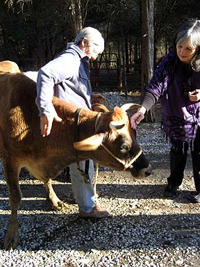 People and Cows - a love affair