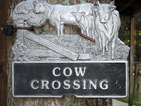 Cow Crossing
