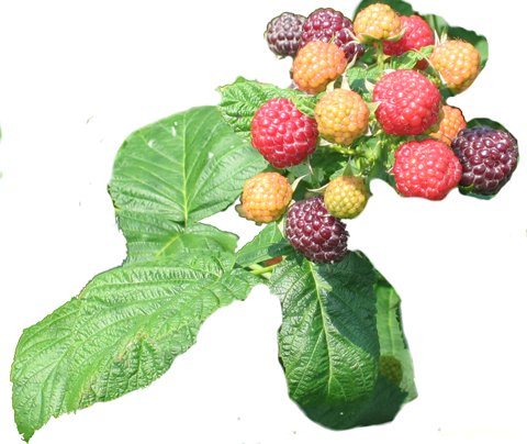 Blackberry