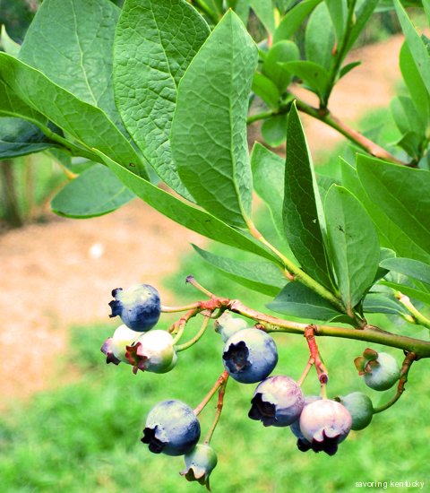 Blueberry plant, Kentucky