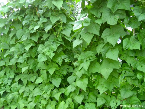 Campsie green bean plants