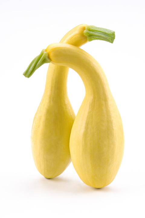 Summer Squash - Elegant Yellow Crooknecks