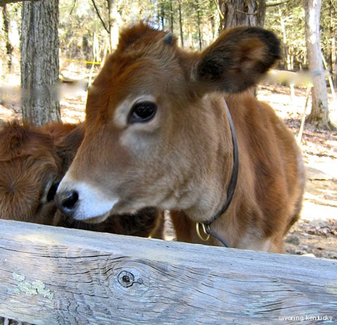 Jersey calf, Kentucky