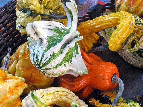 Kentucky gourd