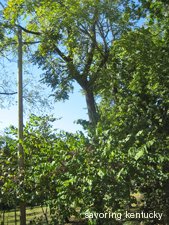Black Walnut Tree in Old Episcopal Burying Ground, Lexington, Kentucky