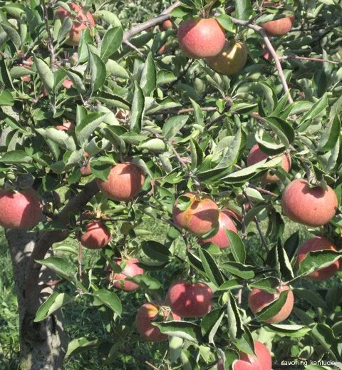Reed Valley Orchard apples, 2008