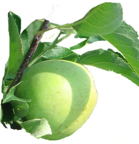 Reed Valley Orchard Apple