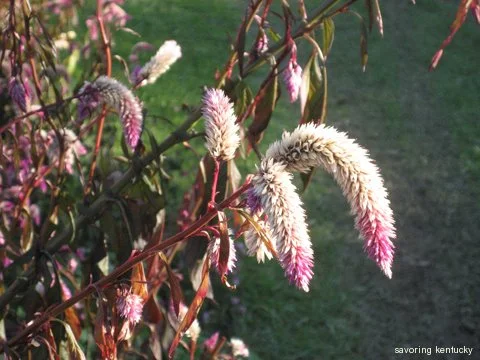 Flower after first 09 frost