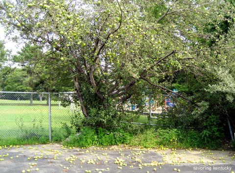 Windfall Apples, Hampton, New Hampshire