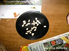 Tennessee Red Cob Seed Corn: Best for Cornmeal