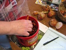 Winter Bounty: Cayenne Chilis and Potato Onions