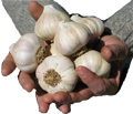 Leo Keene holds his Blue Moon garlic