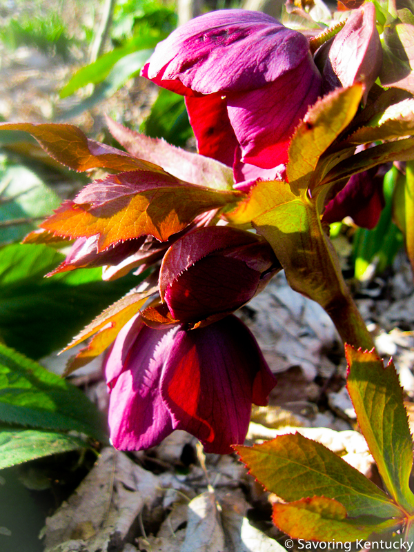 Spring helleborus