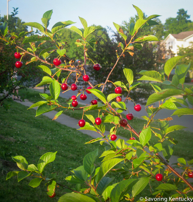 Cherries in my neighborhood