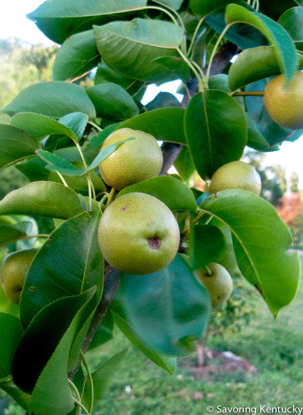 Neighborhood apples