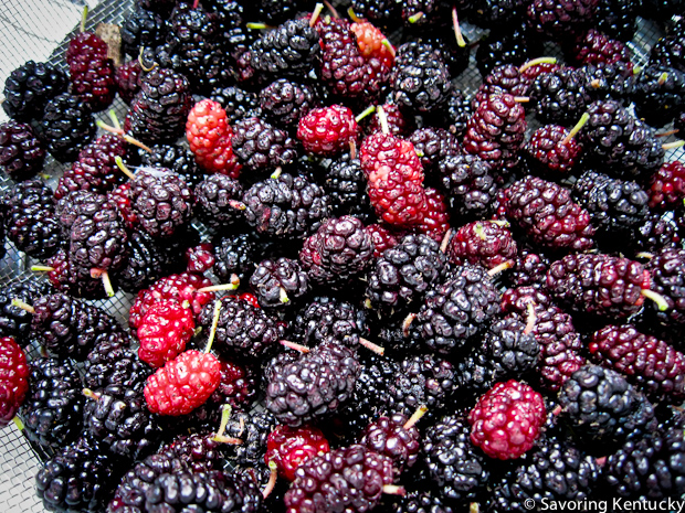 Freshly picked mulberries with stems