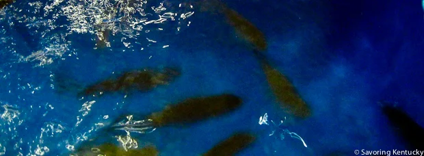 Largemouth Bass in FoodChain Demonstration Tank, Lexington, KY