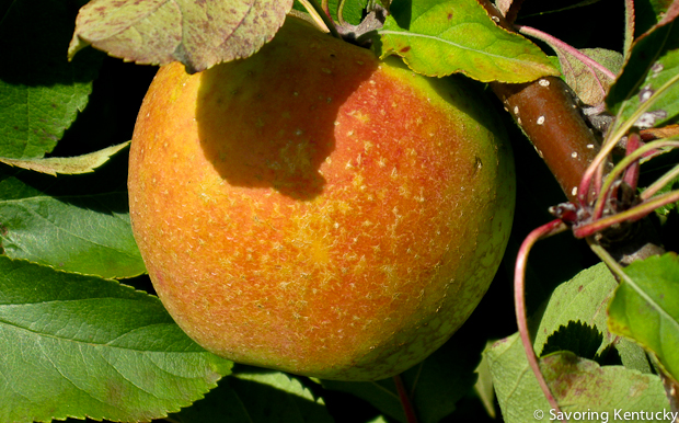 Gold Rush apple at Reed Valley Orchard in central Kentucky