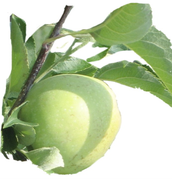 Beautiful Reed Valley Apple