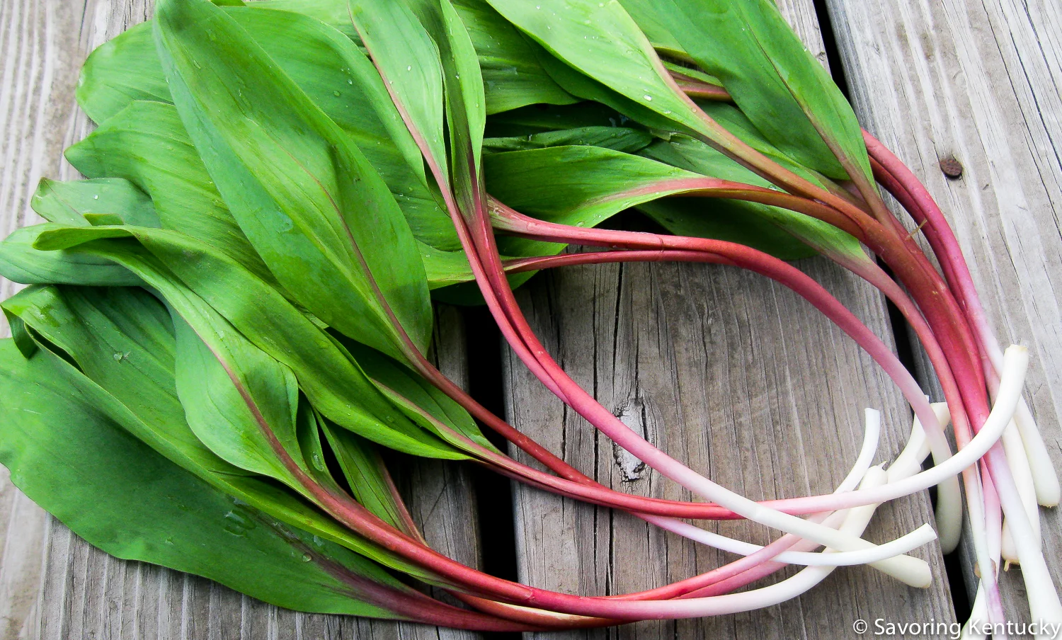 River Run Farm and Pottery ramps. Don't they look like rhubarb's city cousin?