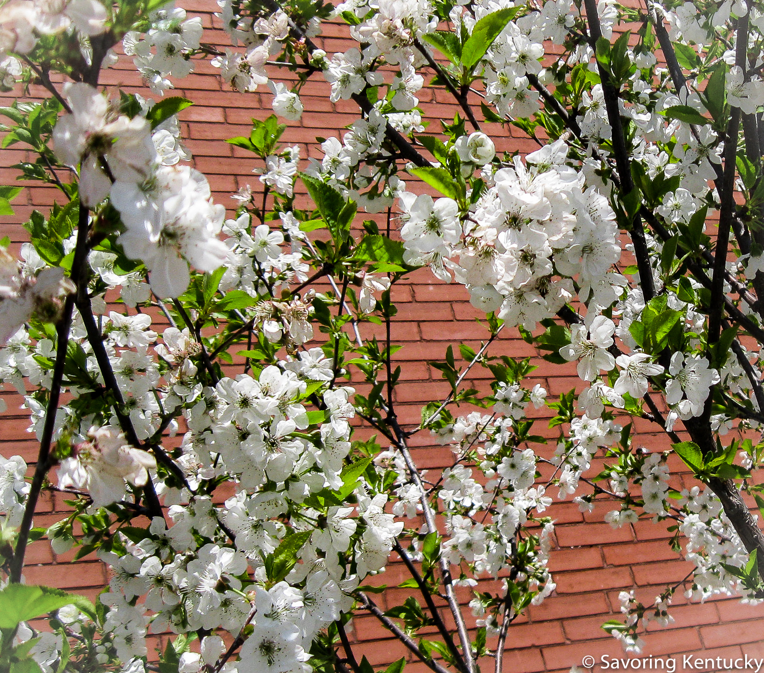 Young Montmorency cherry in bloom at Campsie Place.