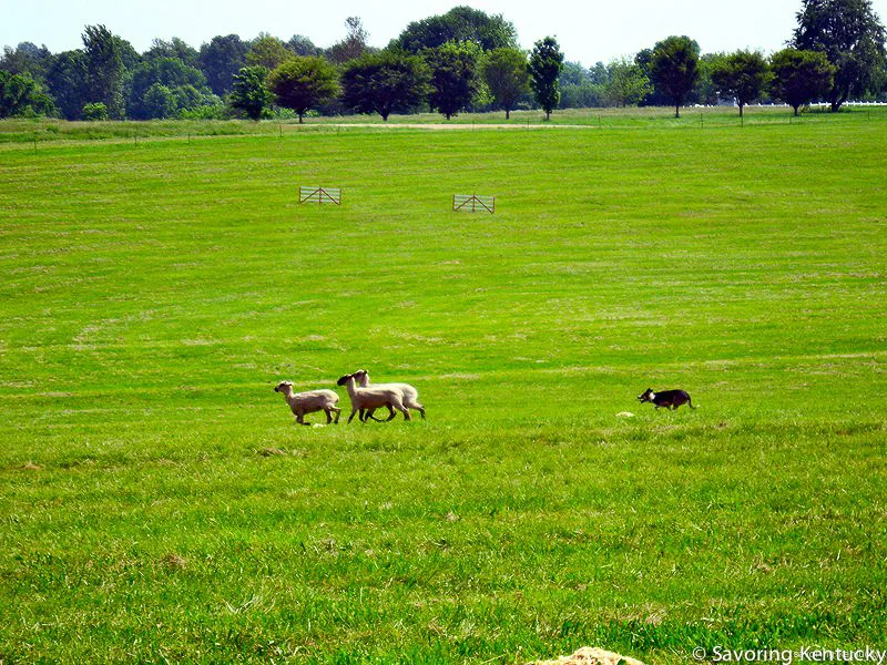 sheepandfiber.jpg