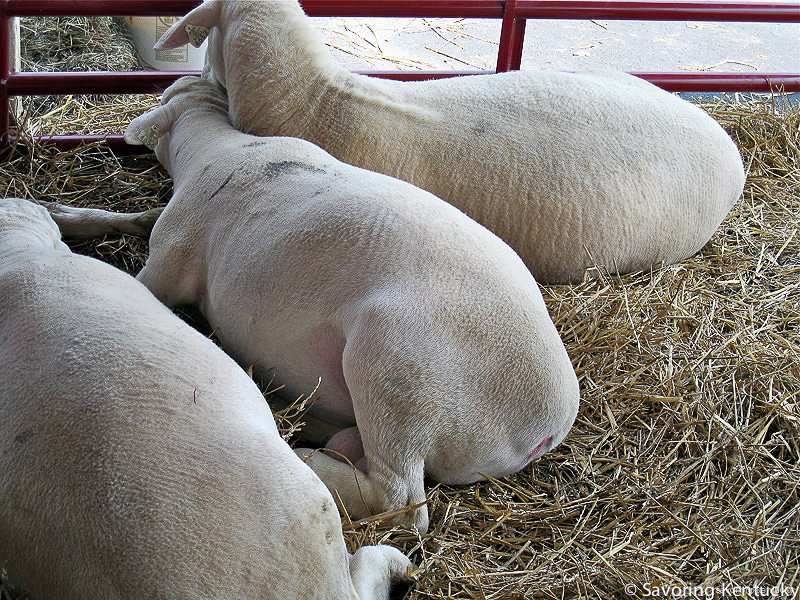 sheepandfiber-11.jpg